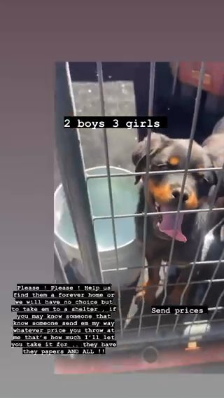 German Akc Rottweiler in New York City, New York