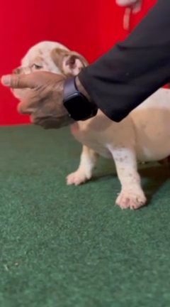 Exotic Micro Bully Puppy in Augusta, Georgia