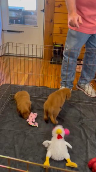 AKC Golden Retrievers in Bristol, Virginia