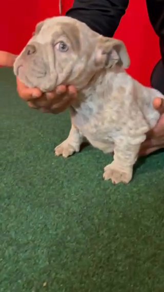 Exotic Micro Bully Puppy in Augusta, Georgia