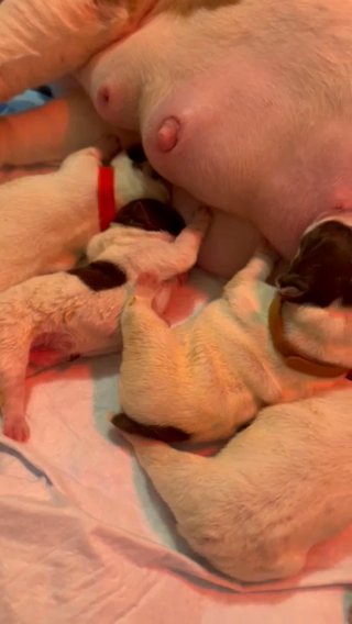 Exotic Micro Bully Puppy in Augusta, Georgia