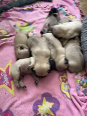 Tilly and Mundo’s Litter in Tampa, Florida
