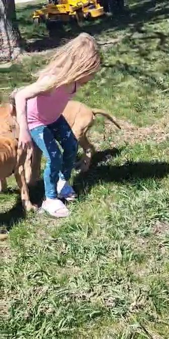 akc registered great dane in Cedar Falls, Iowa