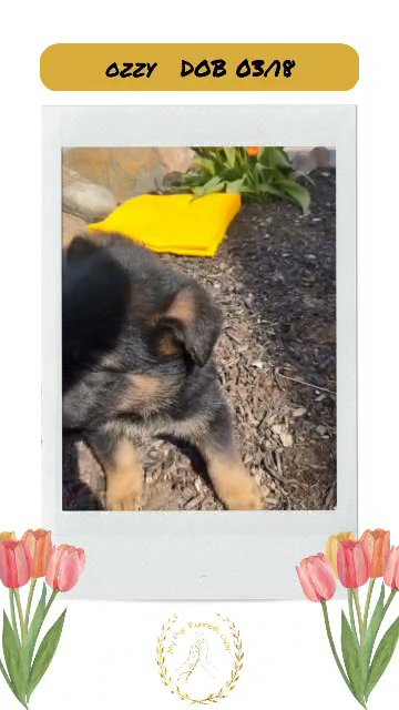 Ozzy in Goshen, Indiana