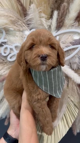 Multi Gen Mini Goldendoodle Male in Houston, Texas