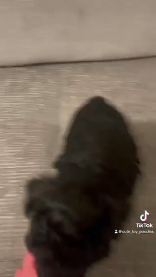 Teacup Poodle in Charlotte, North Carolina
