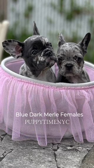 French Bulldog in New York City, New York