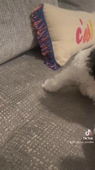 Toy Poodle in Charlotte, North Carolina