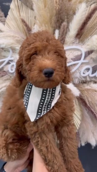 F1B Male goldendoodle Medium in Houston, Texas