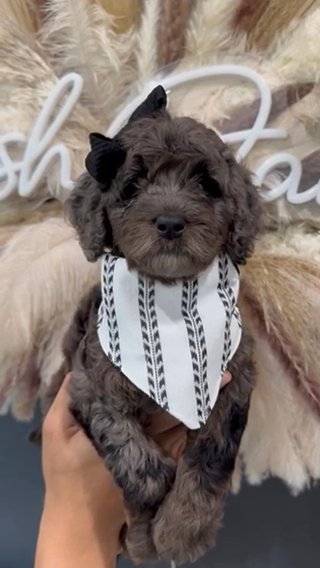 Multi Gen Mini Goldendoodle Female in Houston, Texas