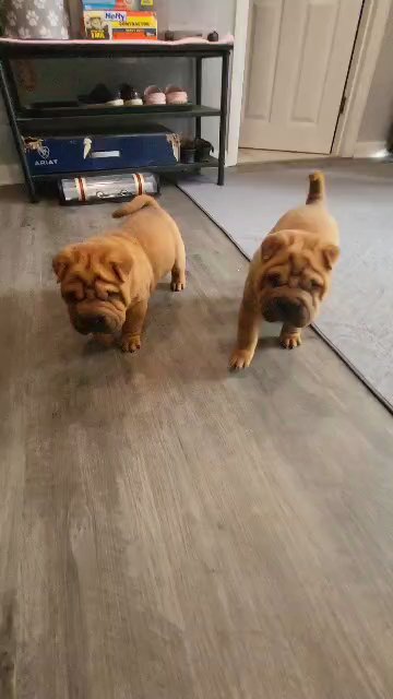 ?SHAR-PEI PUPPIES! in Baltimore, Maryland