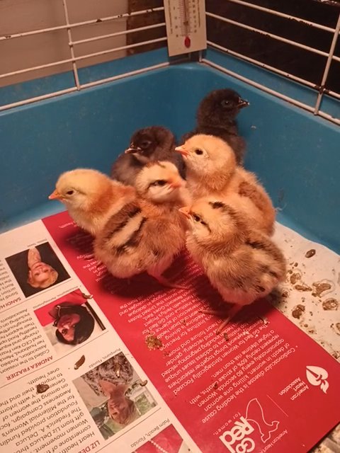 baby chicks for sale in Winchester, Virginia