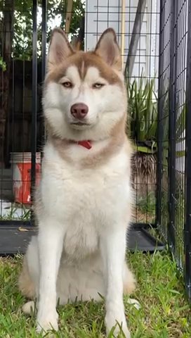 Siberian Husky in Tamarac, Florida