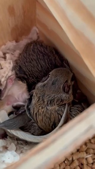 Southern Flying Squirrels in Peoria, Illinois