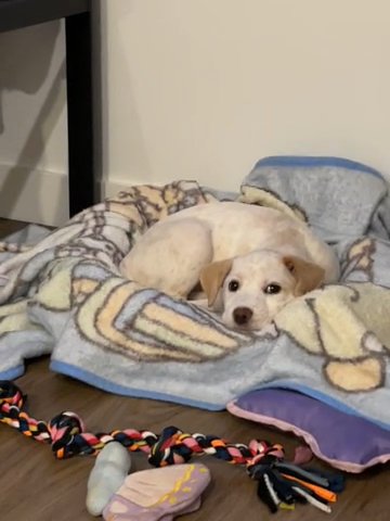 Puppy For Sale in Denver, Colorado