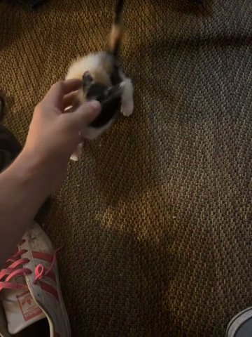Ivy The Cat in Washington, District of Columbia