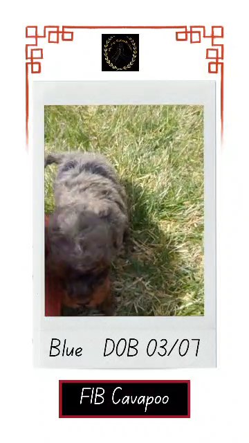Blue in Goshen, Indiana