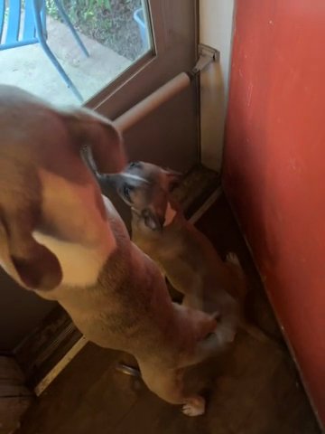5 Month Old Dogs For Sale in Rock Hill, South Carolina