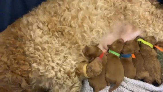 Mini Goldendoodles in Houston, Texas