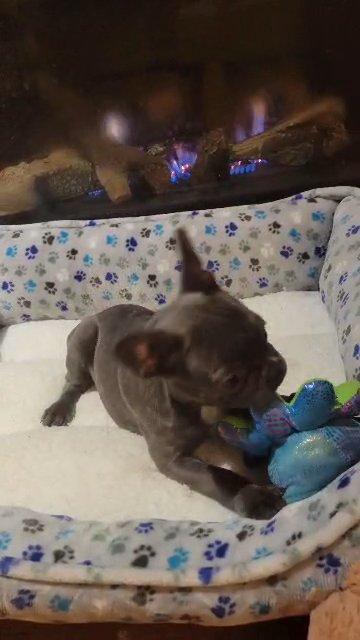 blue brindle girl in Raleigh, North Carolina
