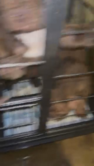 Bullies Available!! in Chicago, Illinois