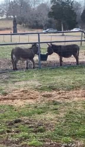 4 Mini Donkeys in Morristown, Tennessee