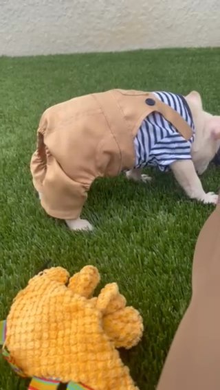 Platinum French Bulldog Male 7 Weeks in Orlando, Florida
