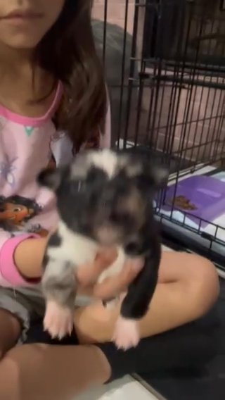 Chihuahua puppy in Arlington, Texas
