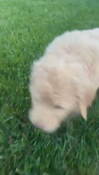 Labradoodle puppies in Tigard, Oregon