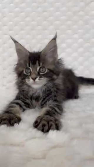 Black Classic Tabby Male in Portland, Oregon