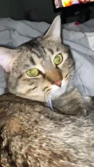 Cat For Sell in Forest Park, Georgia