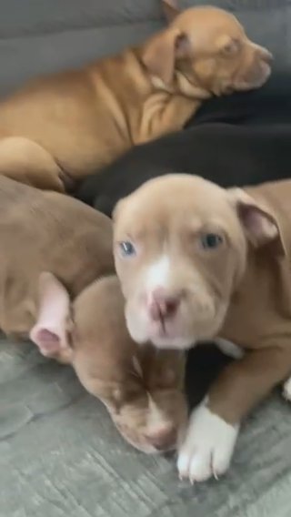 Exotix bully X Pitsky Puppies in Dallas, Texas