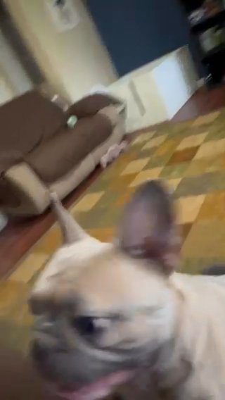 French Bulldog Puppies in Charleston, West Virginia