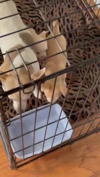 Full Blooded Chihuahuas in Urbana, Ohio
