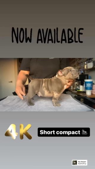 Micro Bullies in Phoenix, Arizona
