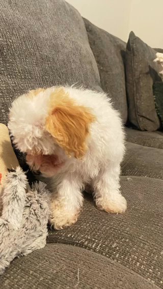 Toy Poodle (female) in Charlotte, North Carolina