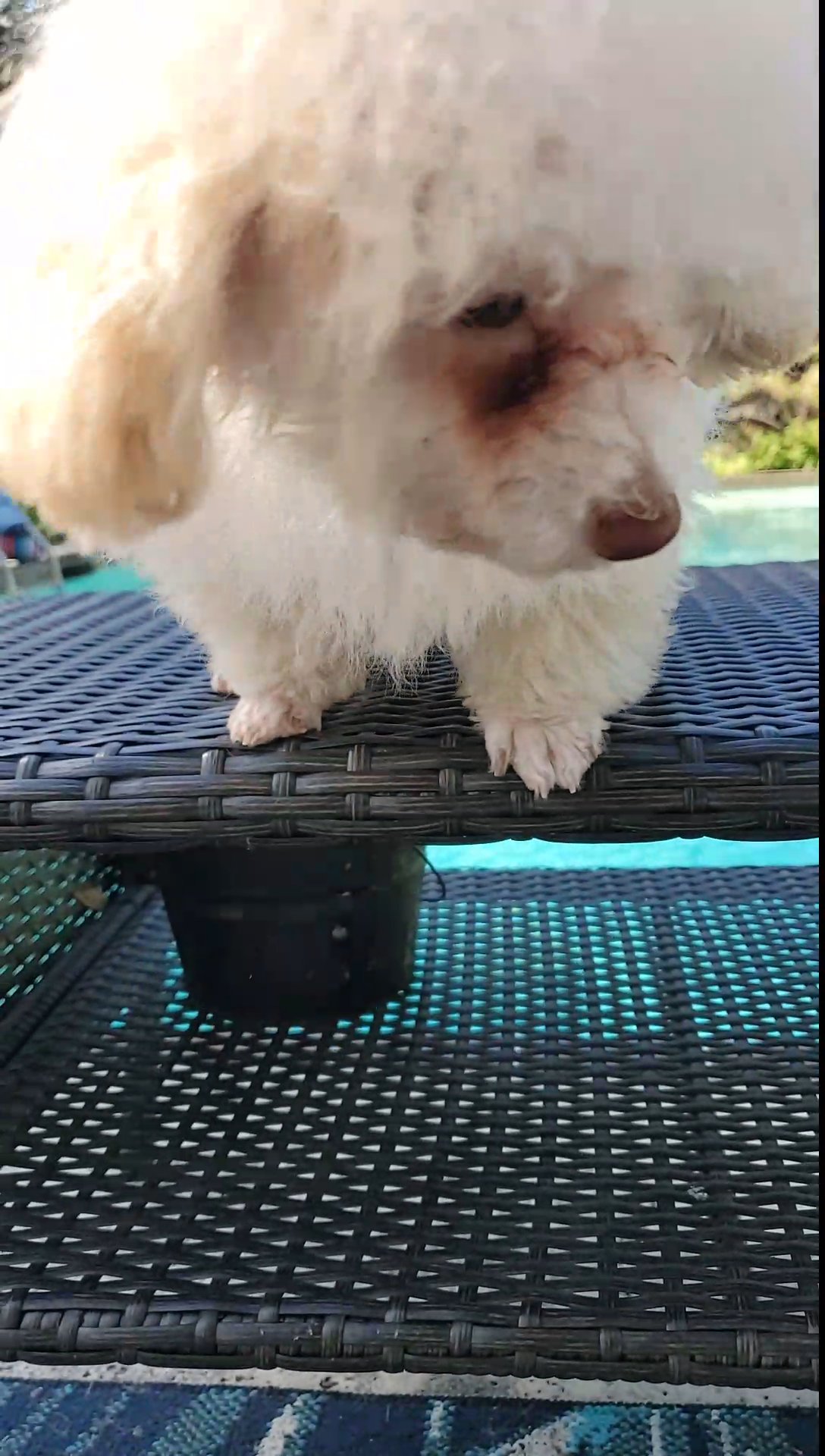teacup cockapoo in Ocala, Florida