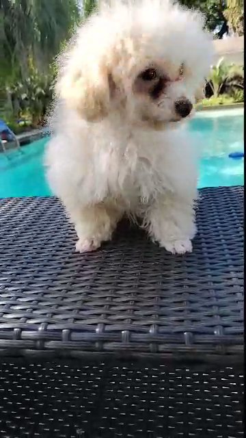 Cockapoo male in Ocala, Florida