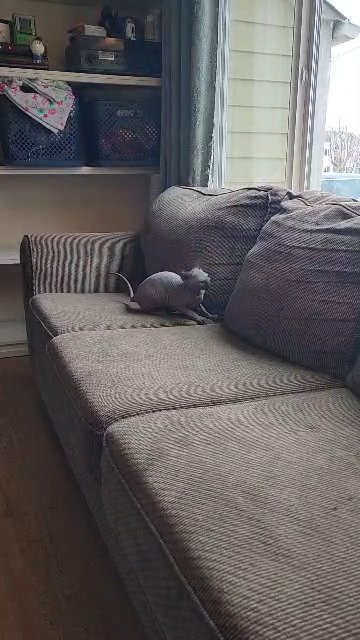 Found his family Sphynx in Salem, Oregon
