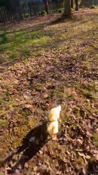 Daisy And Dewy Ducklings in Chicago, Illinois