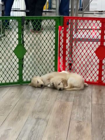 Golden Retrievers in Los Angeles, California