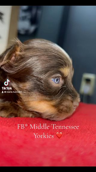 Choco Merle Yorkie With Baby Blues ❤️ in Cookeville, Tennessee