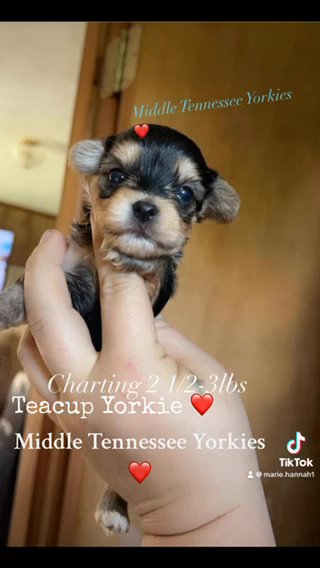 TeaCup Yorkie Male in Cookeville, Tennessee