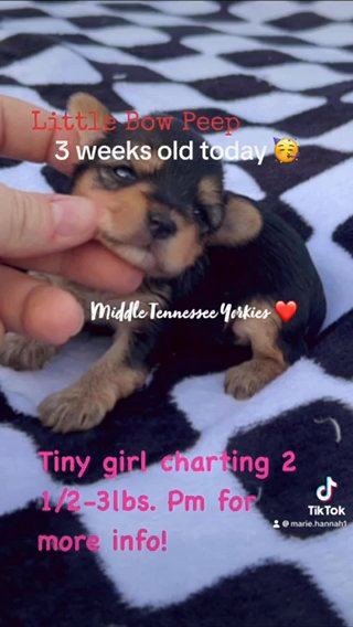 Teacup Female Yorkie in Cookeville, Tennessee
