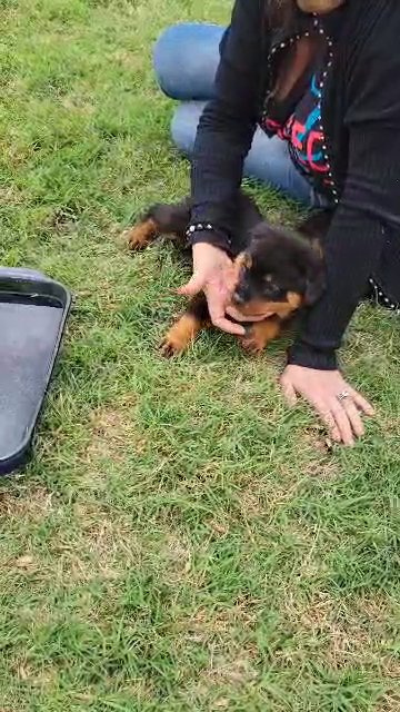 Rottweiler puppies in Oklahoma City, Oklahoma