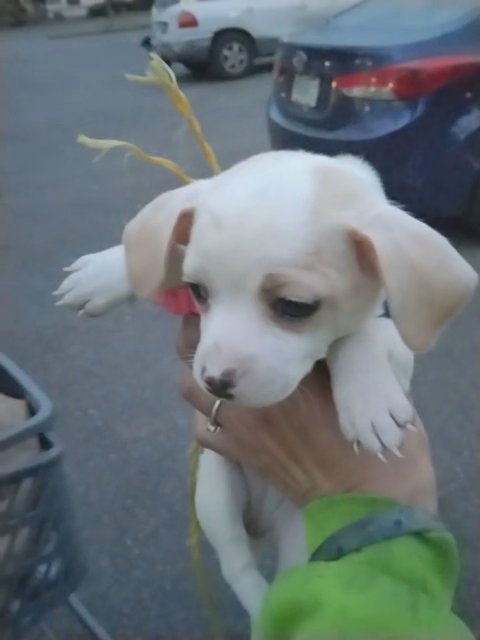 Chihuahua mix in Vancouver, Washington