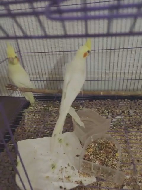 Cockatiels in Phoenix, Arizona