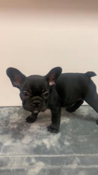 Solid Black Female in Fullerton, California