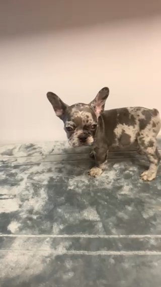 Lilac Merle Male in Fullerton, California