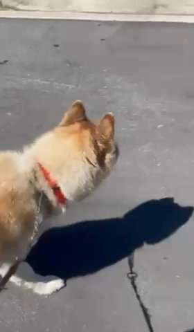 10 Month Old Husky For Rehome in Stonecrest, Georgia
